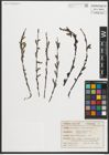 Foto von Salix purpurea L.